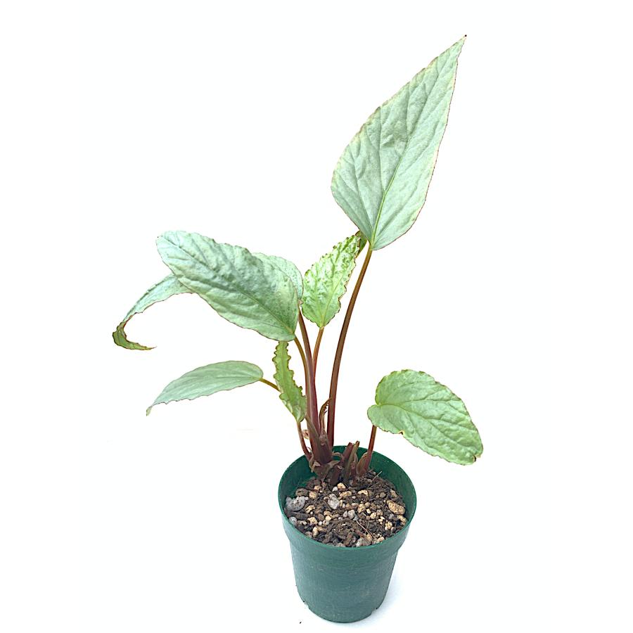 ベゴニア 根茎性 原種 ハタコアシルバー B.hatacoa Silver B2RB ベゴニア 根茎性 原種 ハタコアシルバー B.hatacoa Silver B2RB