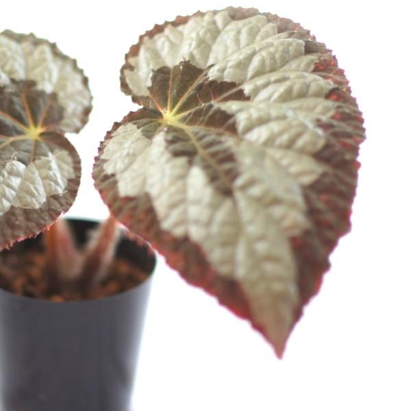 根茎性ベゴニア 原種 レックス B Rex Bgg114 花郷園 Kagoen Nursery 通販 Yahoo ショッピング