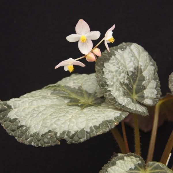 根茎性ベゴニア 原種 レックス B Rex Bgg114 花郷園 Kagoen Nursery 通販 Yahoo ショッピング