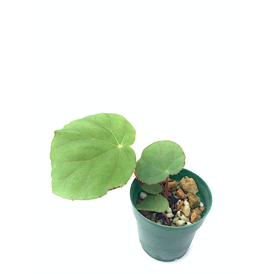 ベゴニア 根茎性 原種 レプローサ B.leprosa B2RB : 花郷園 KAGOEN