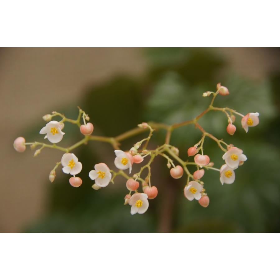 ベゴニア 木立性 原種　オクシスぺルマ B.oxysperma D2M（Yahoo!・花郷園 KAGOEN NURSERY）