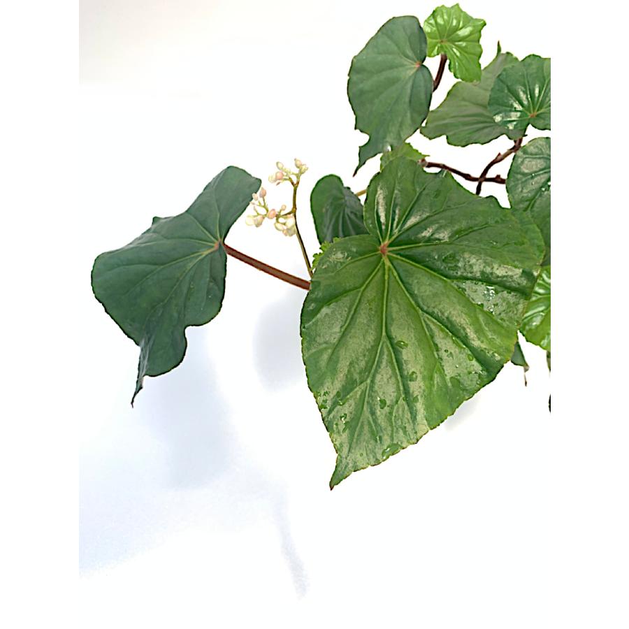 ベゴニア 木立性 原種 オクシスぺルマ B.oxysperma D2M : 花郷園