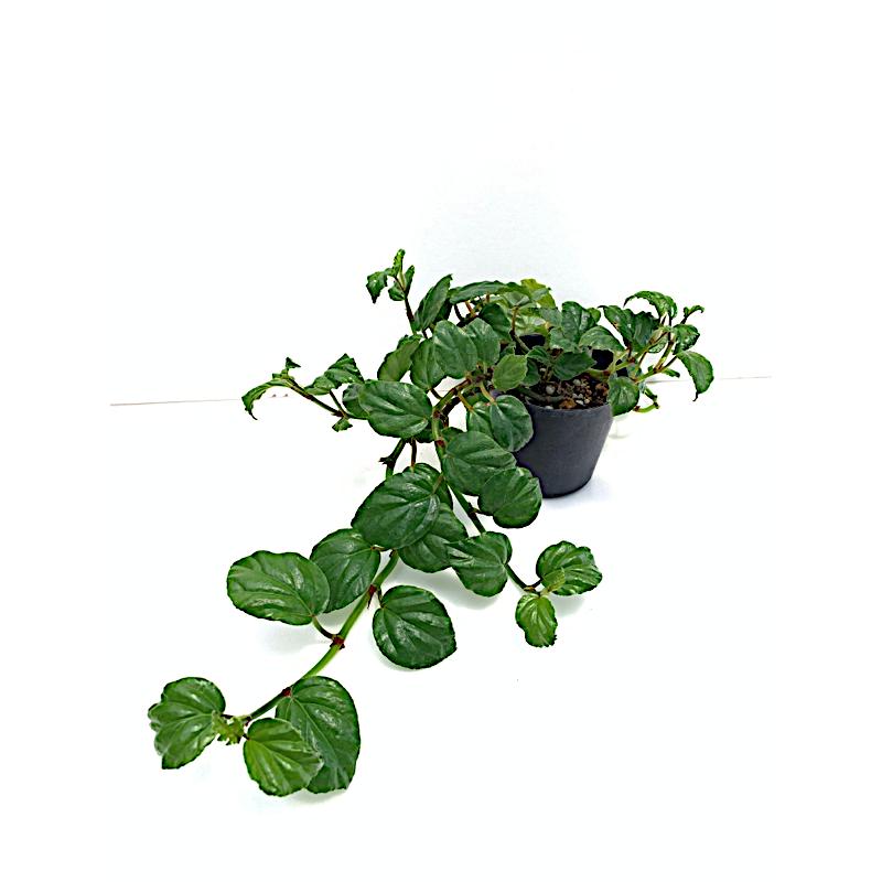 ベゴニア 木立性 原種 グラブラ(つる性)　B.glabra B2LM（Yahoo!・花郷園 KAGOEN NURSERY）
