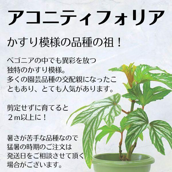 ベゴニア 木立性 原種 アコニティフォリア B.aconitifolia D2M : 花郷