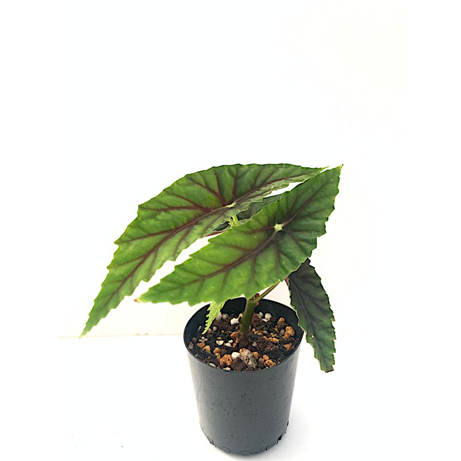 ベゴニア 木立性 原種 ルバーシイ B.lubbersii D1M : 花郷園 KAGOEN