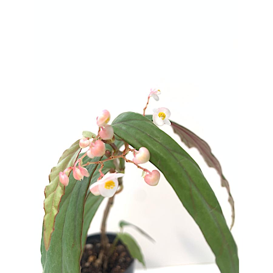 ベゴニア 木立性 原種 ボイシアーナ B.boisiana D2M : 花郷園
