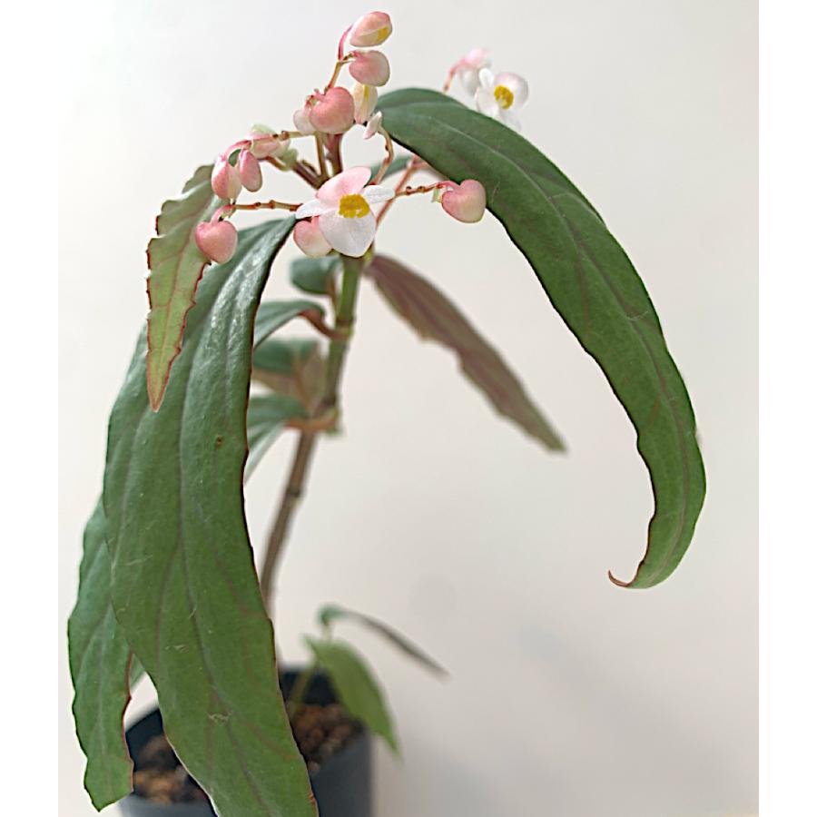 ベゴニア 木立性 原種 ボイシアーナ B.boisiana D2M : 花郷園 KAGOEN