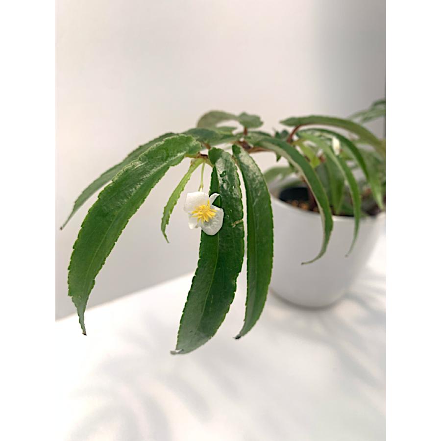 野生ベゴニアの栽培と鑑賞（中国語・英語） 51PK4hJjV6L._UF350,350_QL50_.jpg