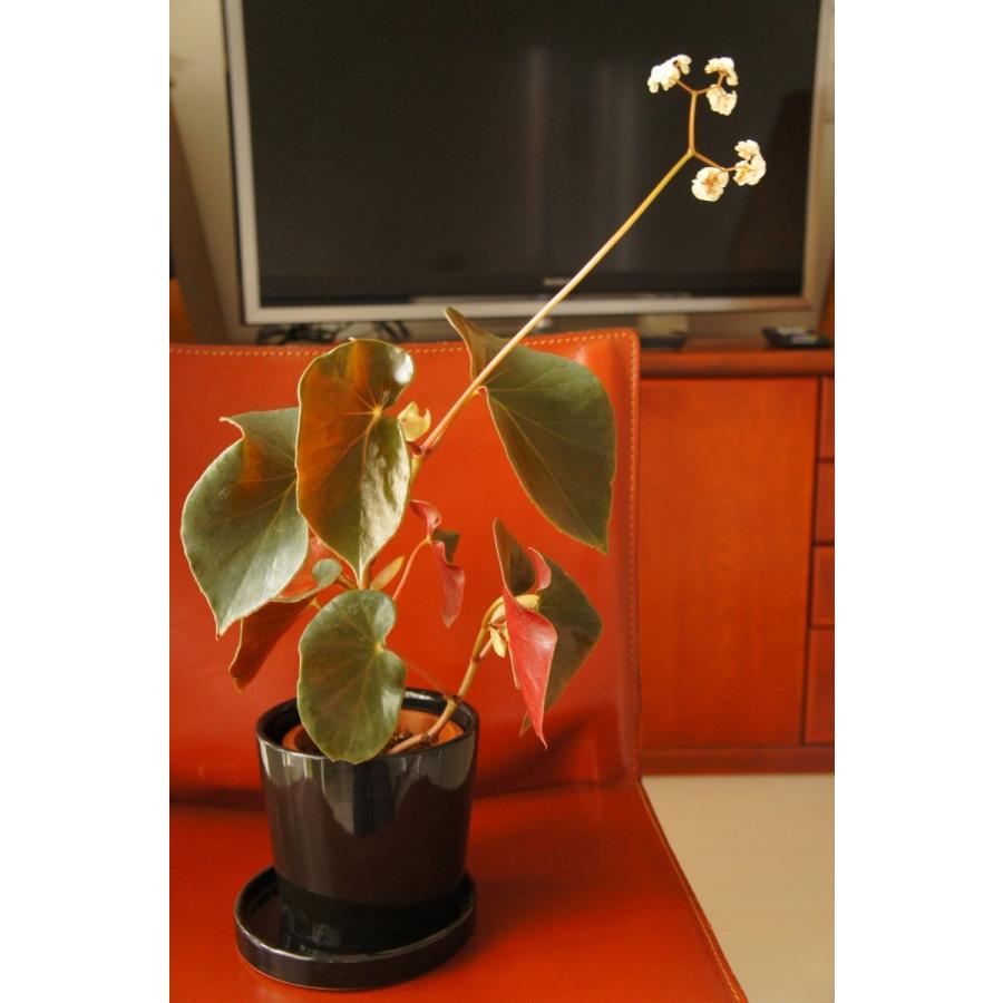 ベゴニア 木立性 原種 サンギネア Begonia sanguinea D2M : 花郷園