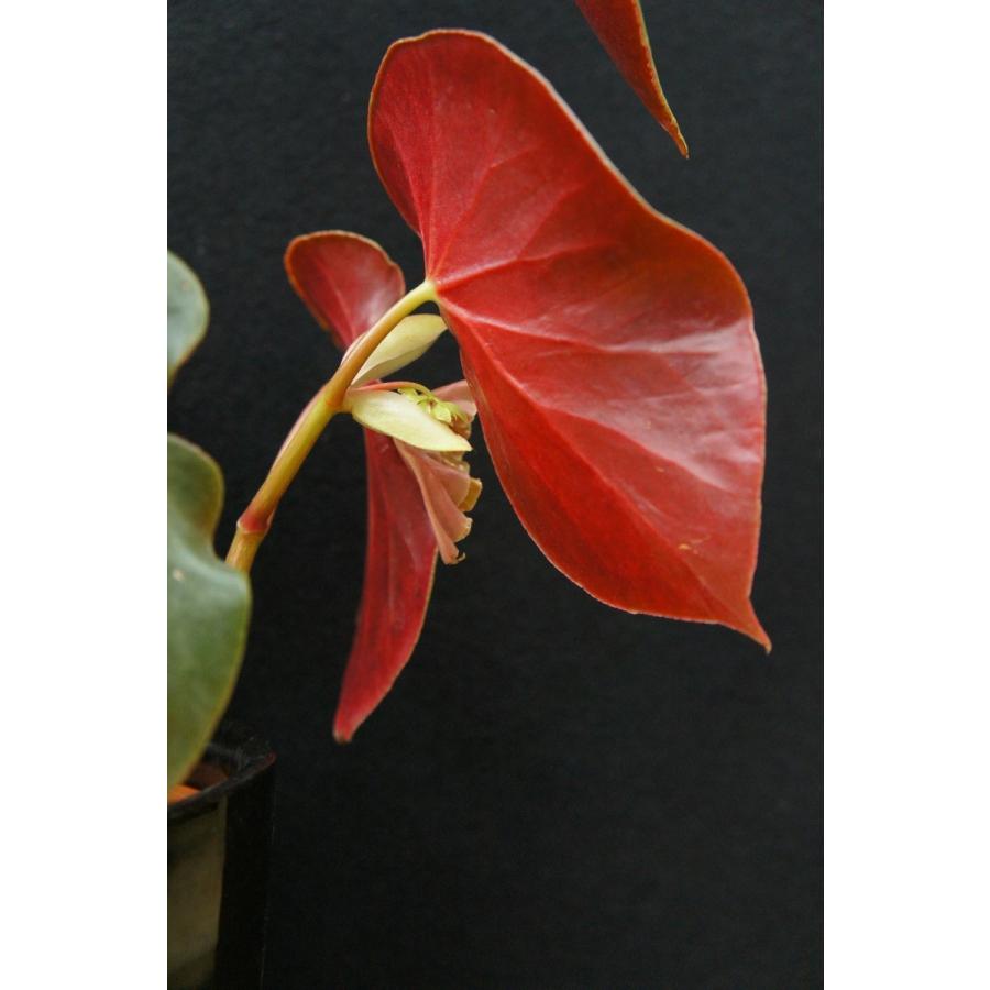 ベゴニア 木立性 原種 サンギネア Begonia sanguinea D2M : 花郷園