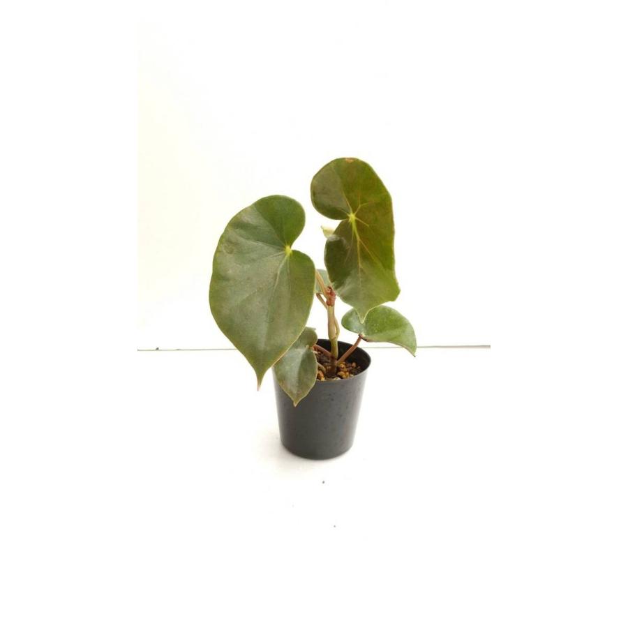 ベゴニア 木立性 原種 サンギネア Begonia sanguinea D2M : 花郷園