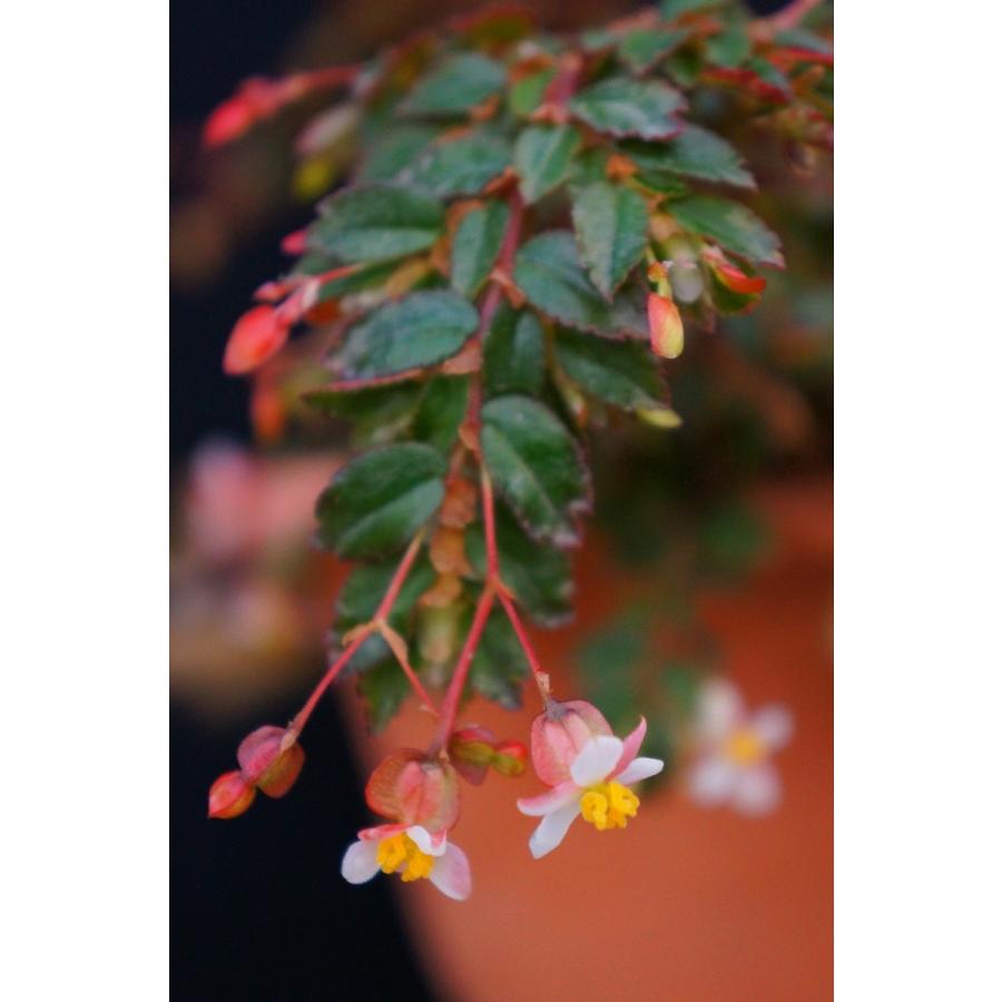 木立性ベゴニア 原種フォリオーサ B Foliosa 花 ガーデニング 観葉植物 Bgg92 花郷園 Kagoen Nursery 通販 Yahoo ショッピング