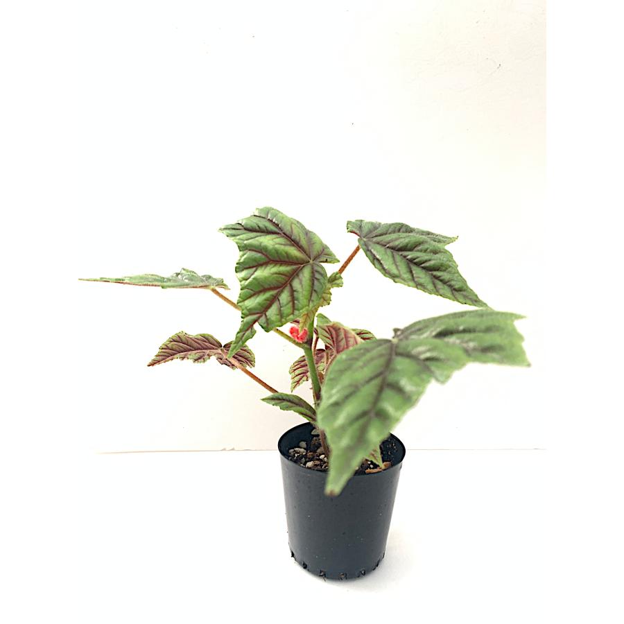 ベゴニア 木立性 原種 メタリカ B.metallica D2M : 花郷園 ベゴニア 木立性 原種 メタリカ B.metallica D2M : 花郷園