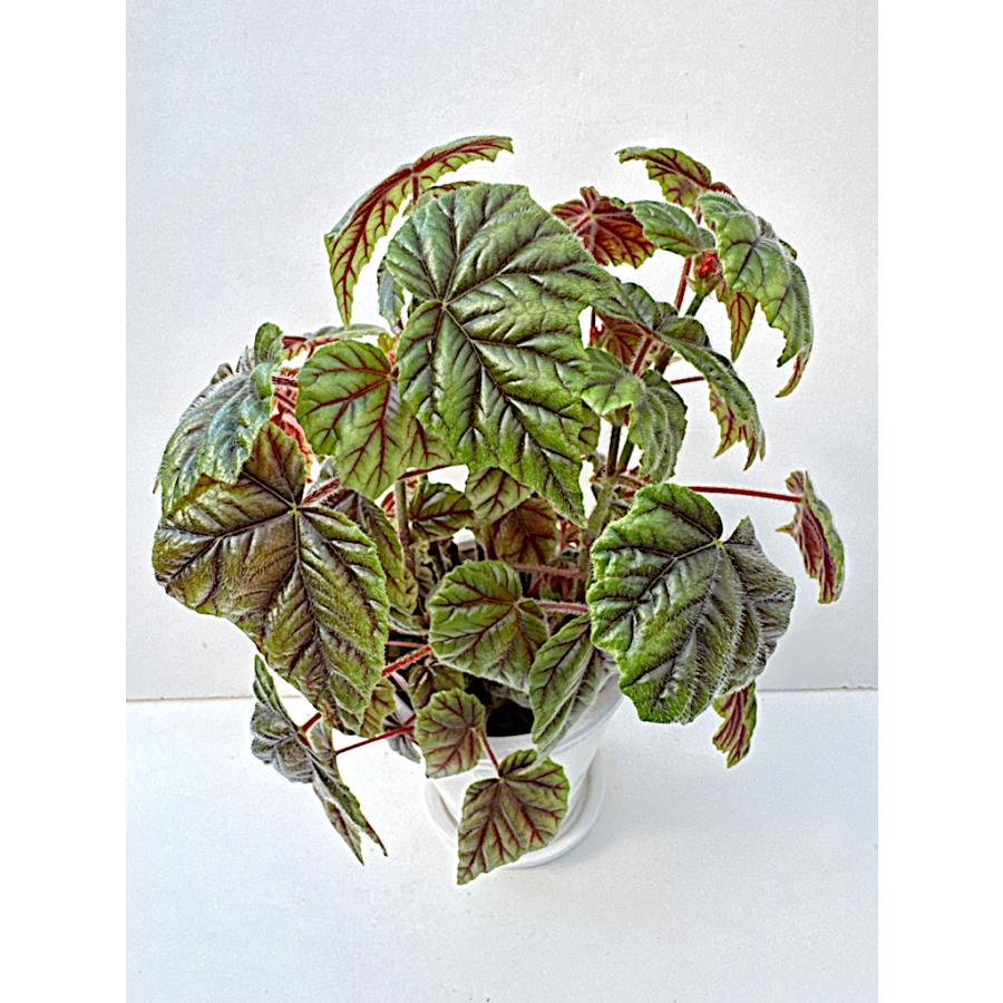 養生中　ベゴニア レア　メタリカ 養生中 ベゴニア レア メタリカ 養生中 ベゴニア レア メタリカ