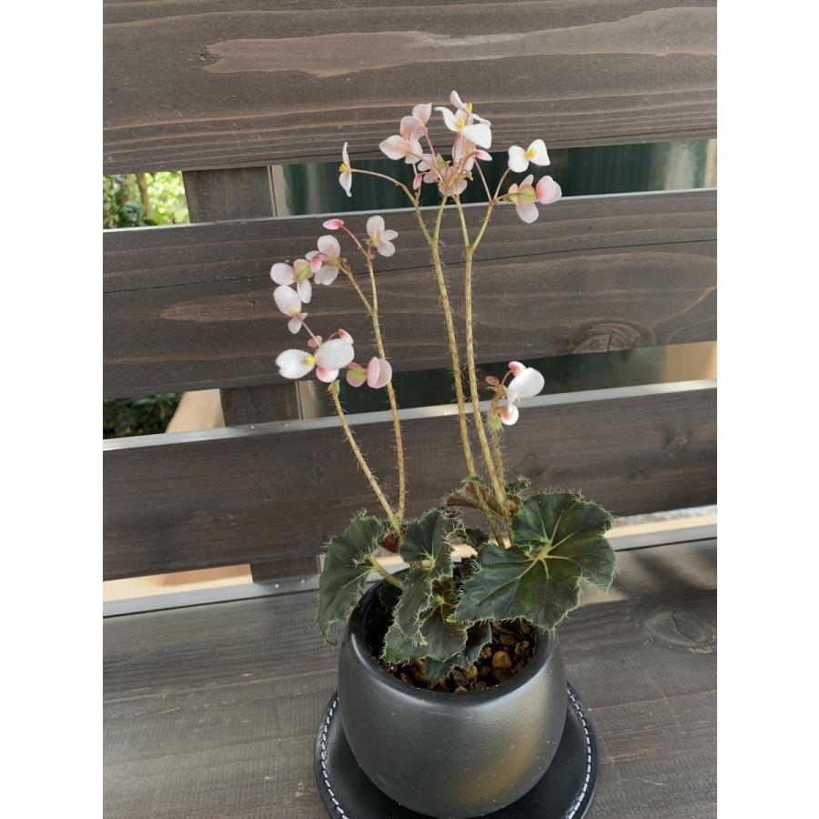 根茎性ベゴニア ニューファッション New Fashion Bgr17 花郷園 Kagoen Nursery 通販 Yahoo ショッピング