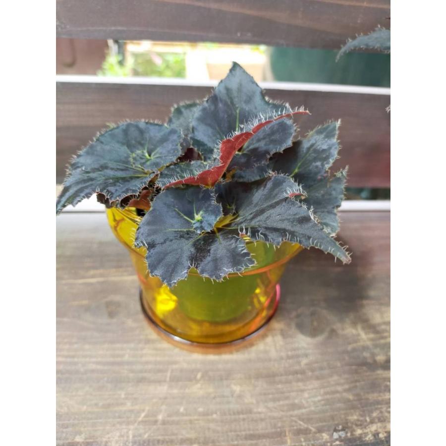 根茎性ベゴニア ニューファッション New Fashion Bgr17 花郷園 Kagoen Nursery 通販 Yahoo ショッピング
