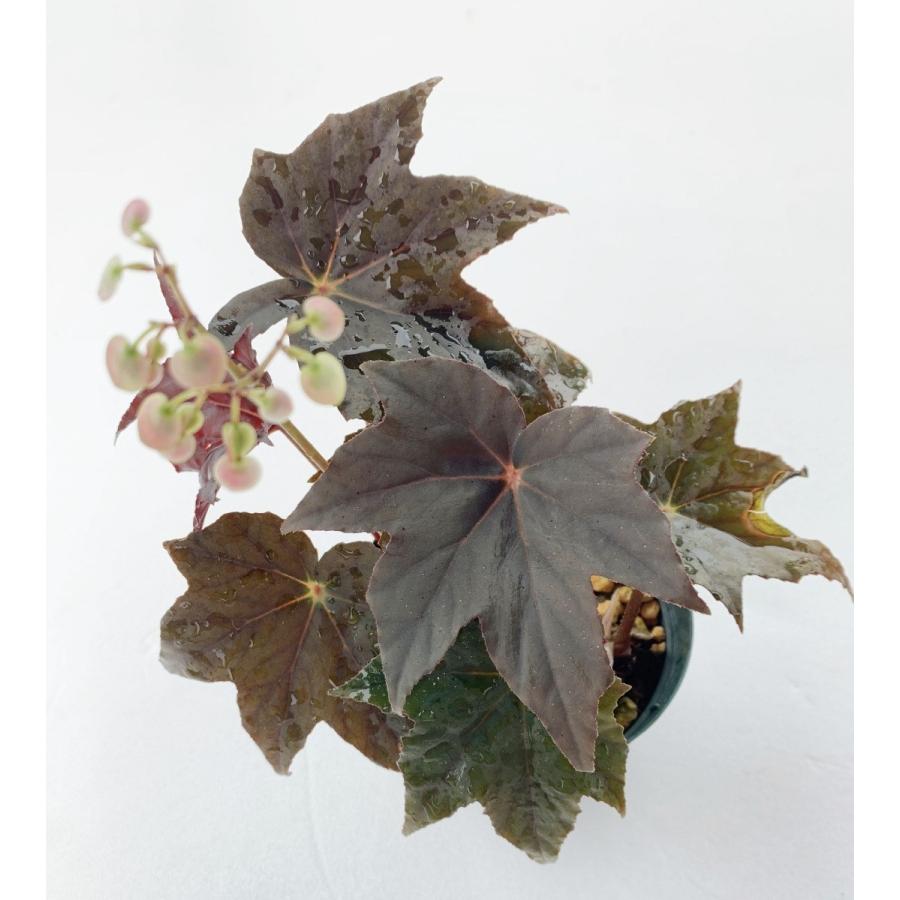 日本限定 根茎性ベゴニア バッシュフルバンディット Bashful Bandit Whitesforracialequity Org