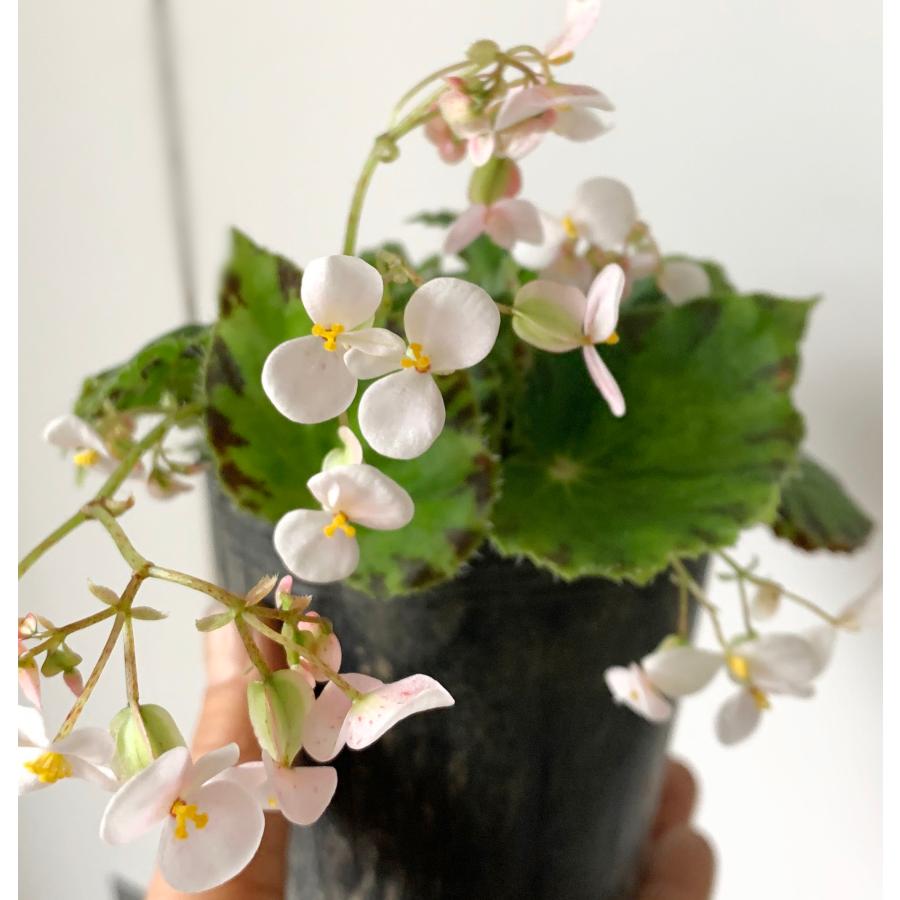 ベゴニア 根茎性 ひとみ Hitomi A1B : 花郷園 KAGOEN NURSERY - 通販
