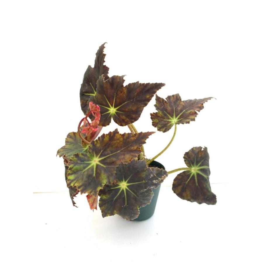 ベゴニア 根茎性 立田川 Tatsutagawa A2B : 花郷園 KAGOEN