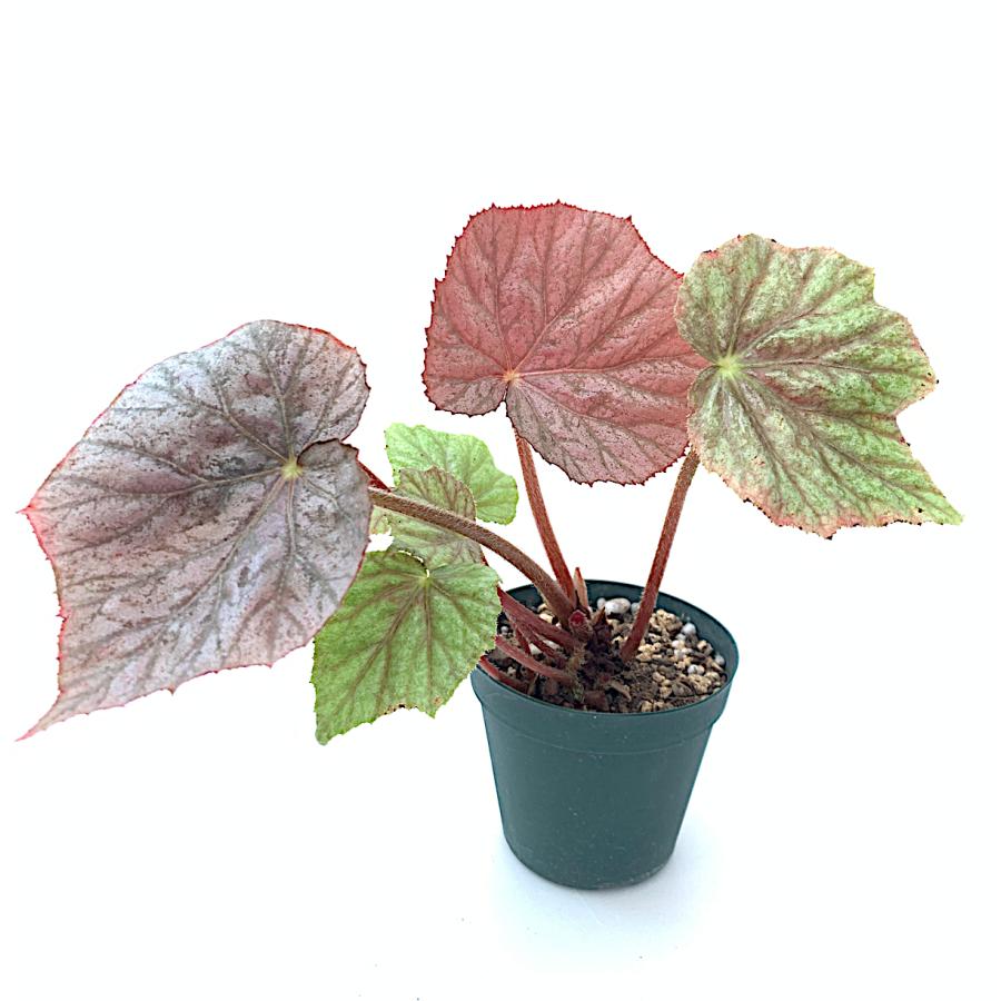 ベゴニア 根茎性 ミラージュ Mirage A1B : 花郷園 KAGOEN NURSERY