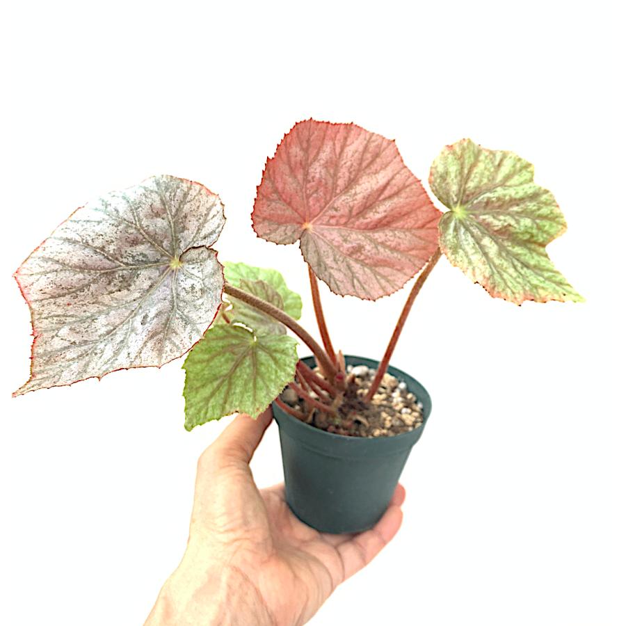 ベゴニア 根茎性 ミラージュ Mirage A1B : 花郷園 KAGOEN NURSERY