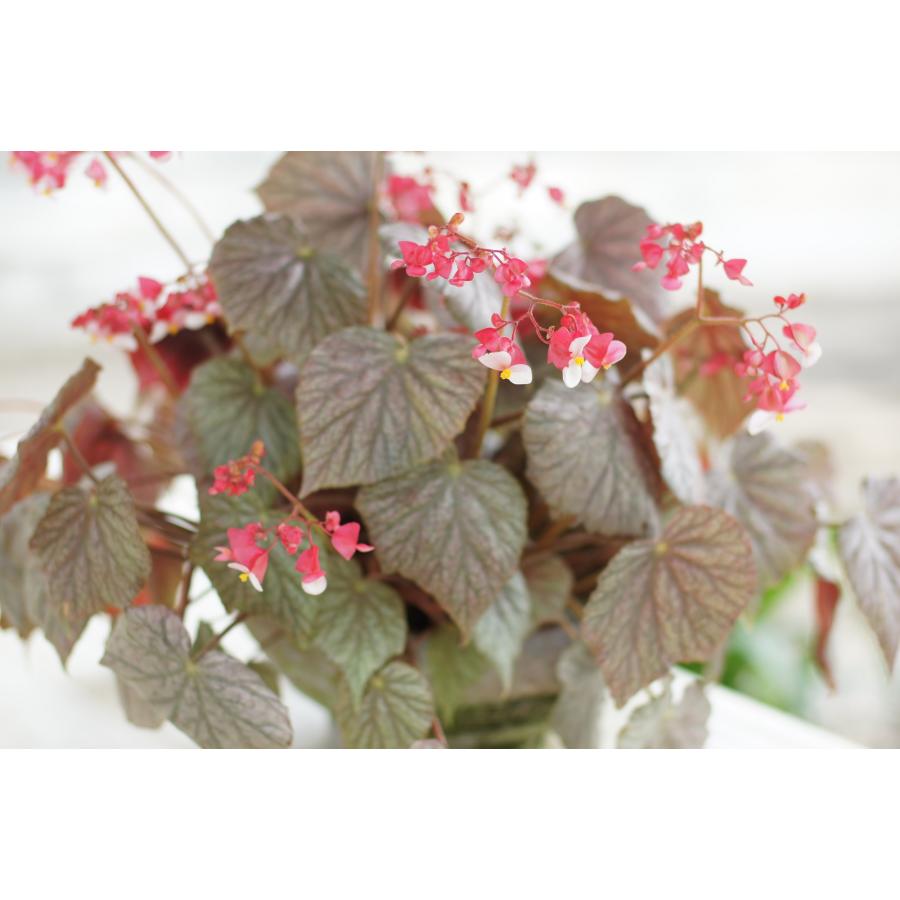 ベゴニア 根茎性 ミラージュ Mirage A1B : 花郷園 KAGOEN NURSERY