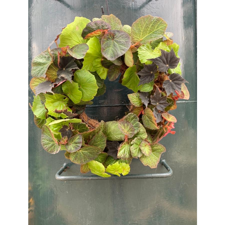 Begonian Begonian Wreath 花 ガーデニング 観葉植物 Bgrs1 花郷園 Kagoen Nursery 通販 Yahoo ショッピング