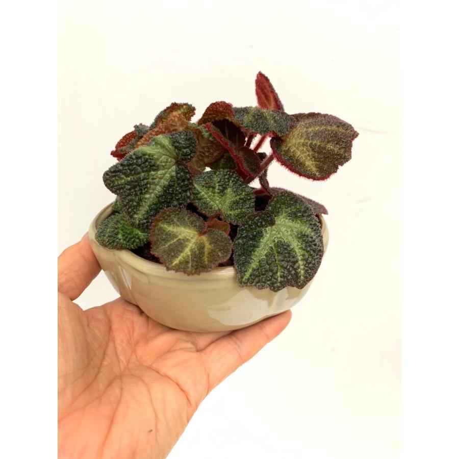 現品 根茎性ベゴニア ブラジルsp 花 ガーデニング 観葉植物 Bonb103 花郷園 Kagoen Nursery 通販 Yahoo ショッピング