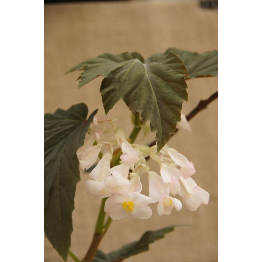 ベゴニア百科 Begonia of China English / Chineseベゴニア図鑑
