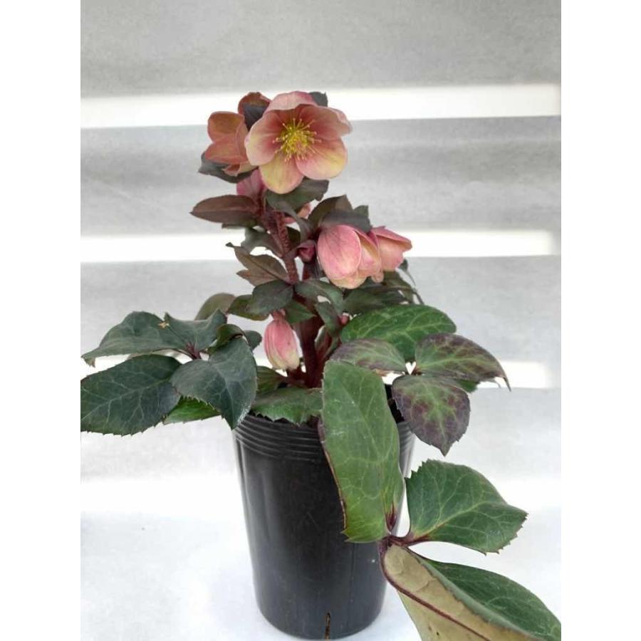 別倉庫からの配送 クリスマスローズ ピンクフロスト Wantannas Go Id