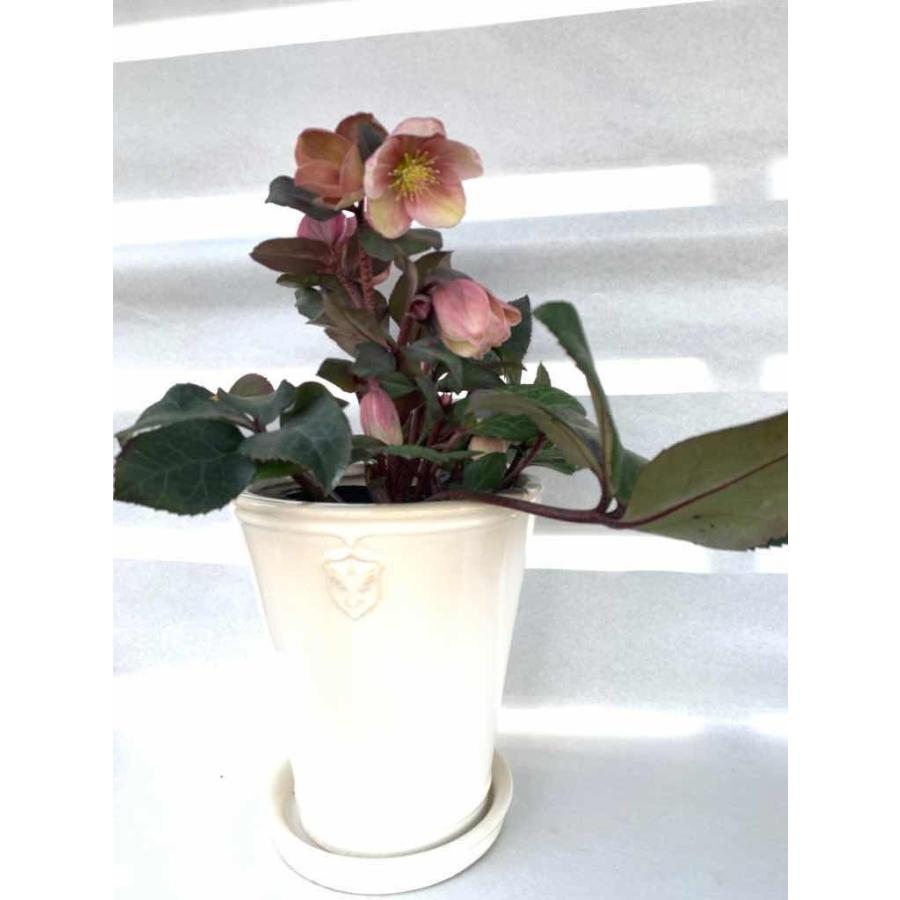 別倉庫からの配送 クリスマスローズ ピンクフロスト Wantannas Go Id