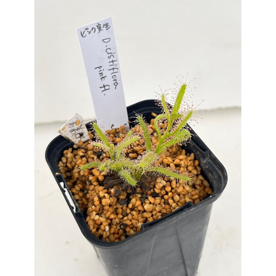 食虫植物 球根ドロセラ システィフローラ cistiflora ピンク実生 pink fl. 【2】20%オフ！（Yahoo!・花郷園 KAGOEN NURSERY）