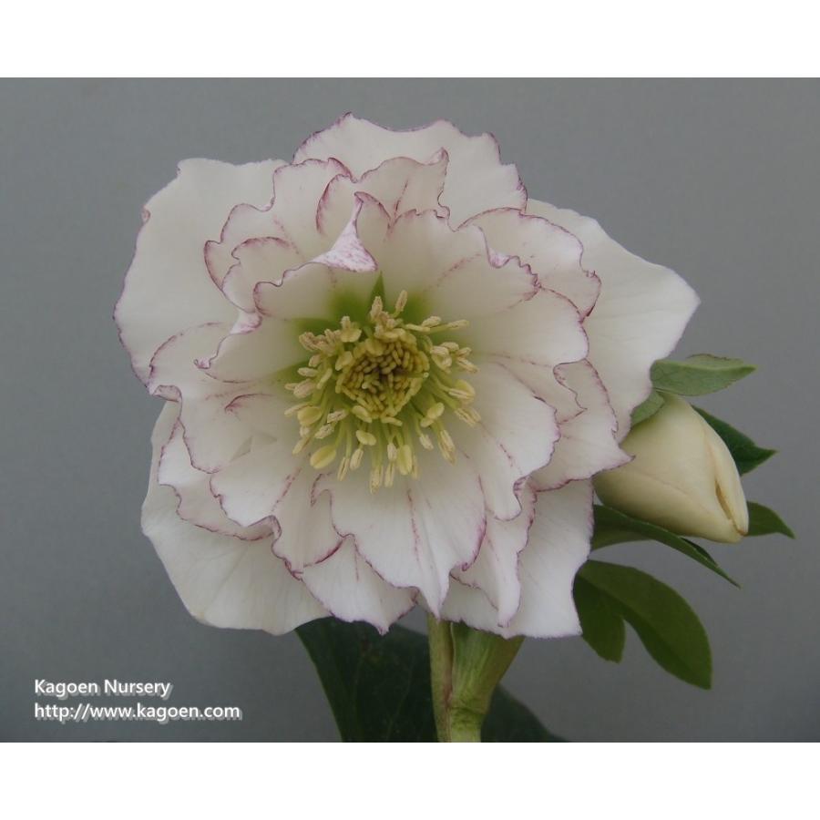 クリスマスローズ 花 ガーデニング その他花 ガーデニング 4101 紫式部 Cr14 花郷園 Kagoen Nursery 通販 Yahoo ショッピング