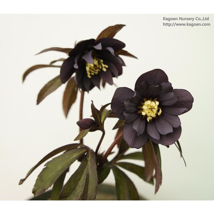 クリスマスローズ スレートブルーダブル 花 ガーデニング その他花 ガーデニング 4101 Cr21 花郷園 Kagoen Nursery 通販 Yahoo ショッピング