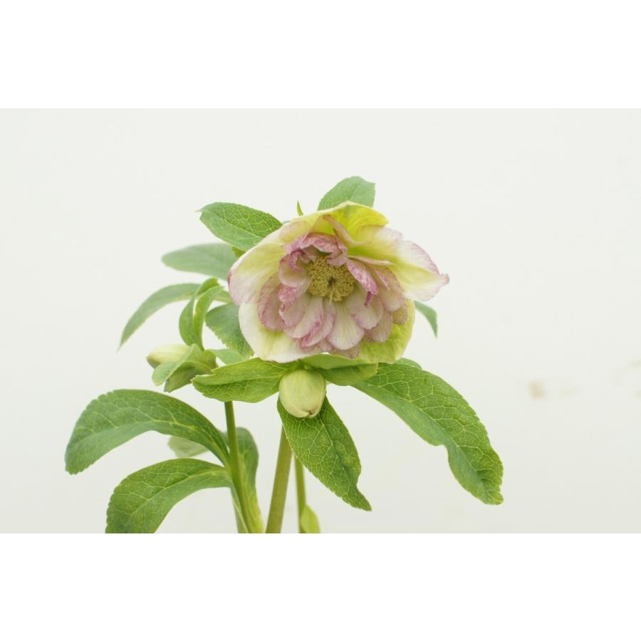 クリスマスローズ 霜降り絣 花 ガーデニング その他花 ガーデニング 4101 Cr39 花郷園 Kagoen Nursery 通販 Yahoo ショッピング