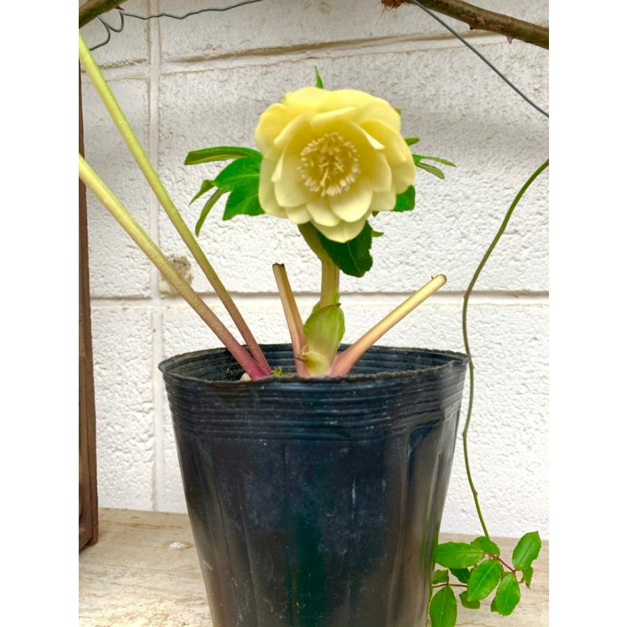 クリスマスローズ 小輪ゴールドネクタリー ダブル 花 ガーデニング その他花 ガーデニング 4101 Cr40 花郷園 Kagoen Nursery 通販 Yahoo ショッピング