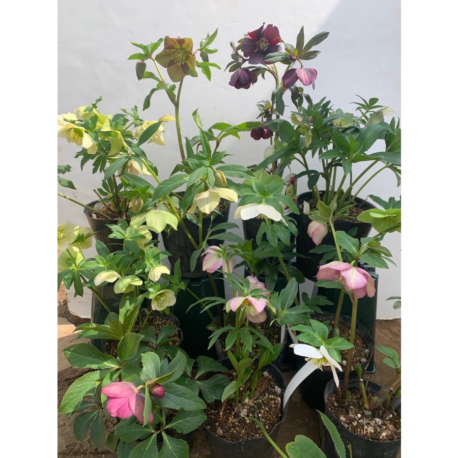 クリスマスローズ4株セット ぱぺこ クリスマスローズ 株分け セット