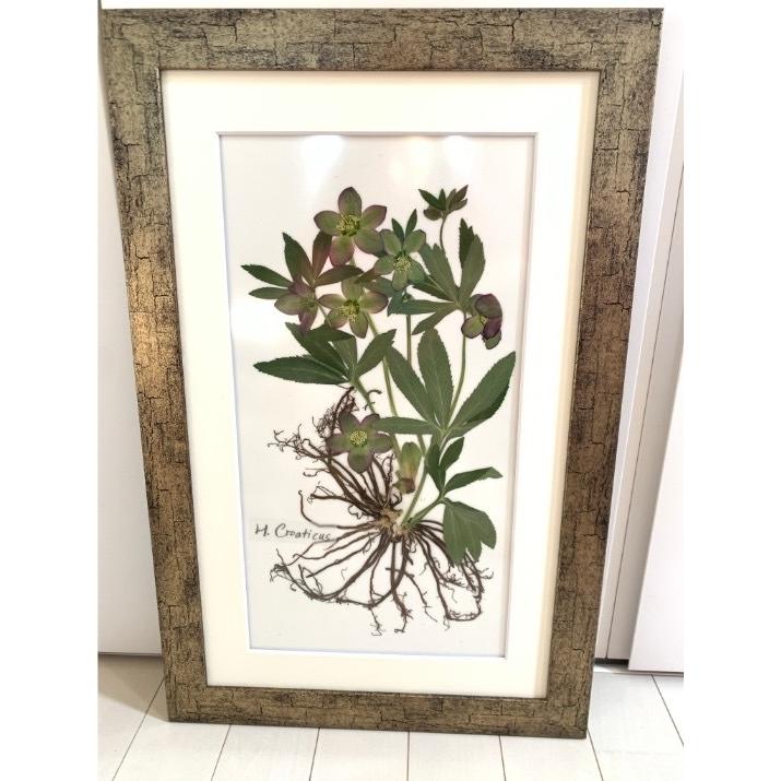 004 クリスマスローズ根付き押し花 原種クロアチカス : 花郷園 KAGOEN