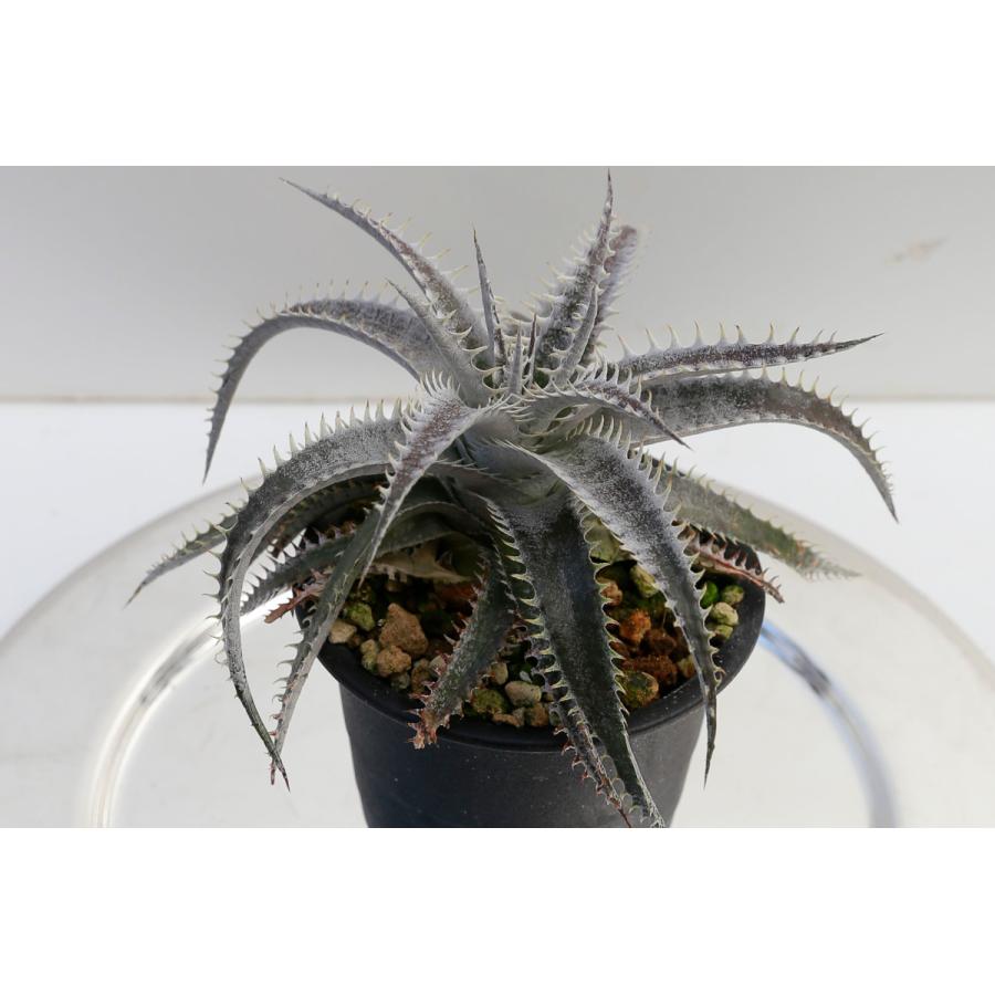 現品 ディッキア D Md White Blanco N041 Sueb Hybrid 花 ガーデニング サボテン 多肉植物 Dk123 花郷園 Kagoen Nursery 通販 Yahoo ショッピング