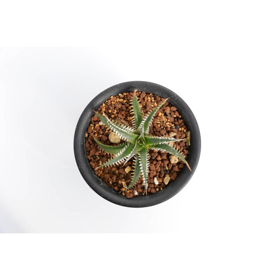 現品 ディッキア Bromeliad Cultivar Register Alraure 花 ガーデニング サボテン 多肉植物 Dk129 花郷園 Kagoen Nursery 通販 Yahoo ショッピング