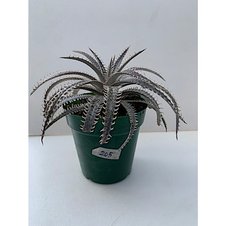 観葉植物　ディッキア 205  Dyckia Nagas Hybrid PS03 Sueb Hybrid｜kagoen-nursery｜05