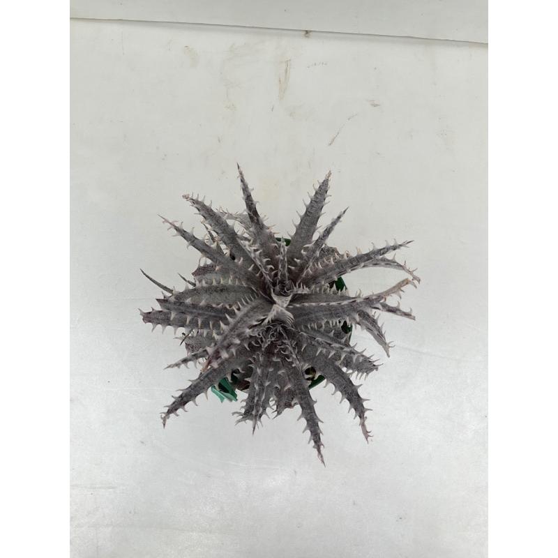 現品 ディッキア D Quantum レビューを書けば送料当店負担 Mercury Panus Psa０４ 花 多肉植物 サボテン ガーデニング