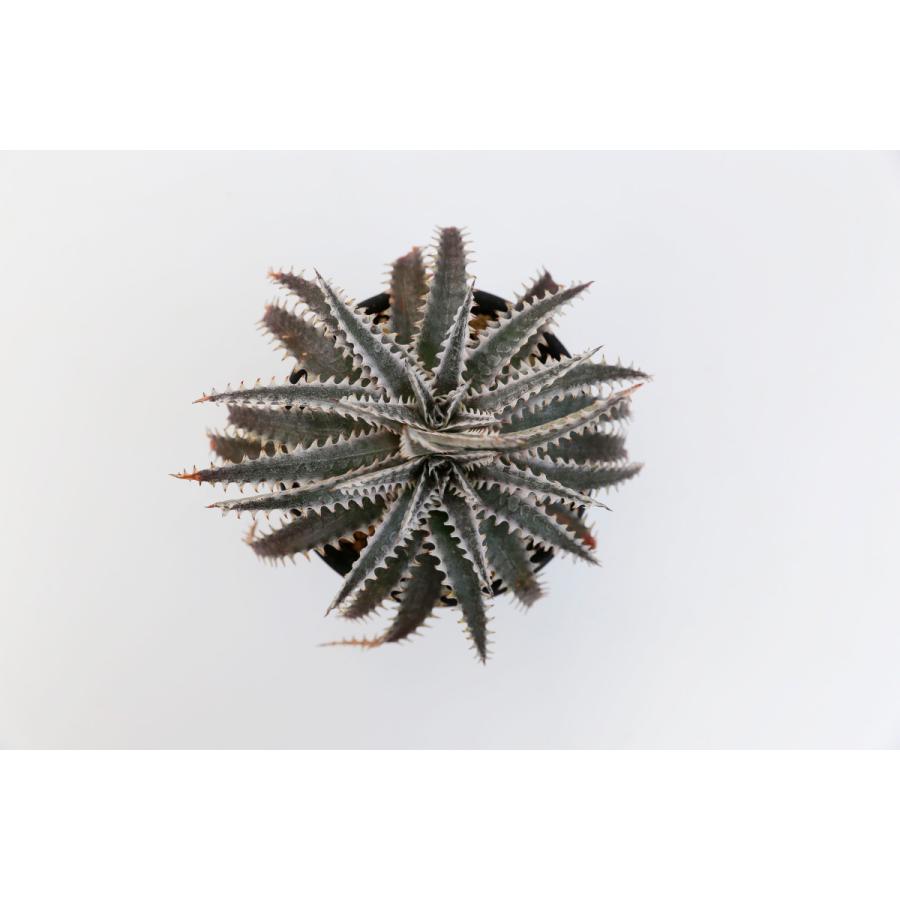 現品 ディッキア D Keswick Quantum Panus Hybrid 花 ガーデニング サボテン 多肉植物 Heidicotton Com