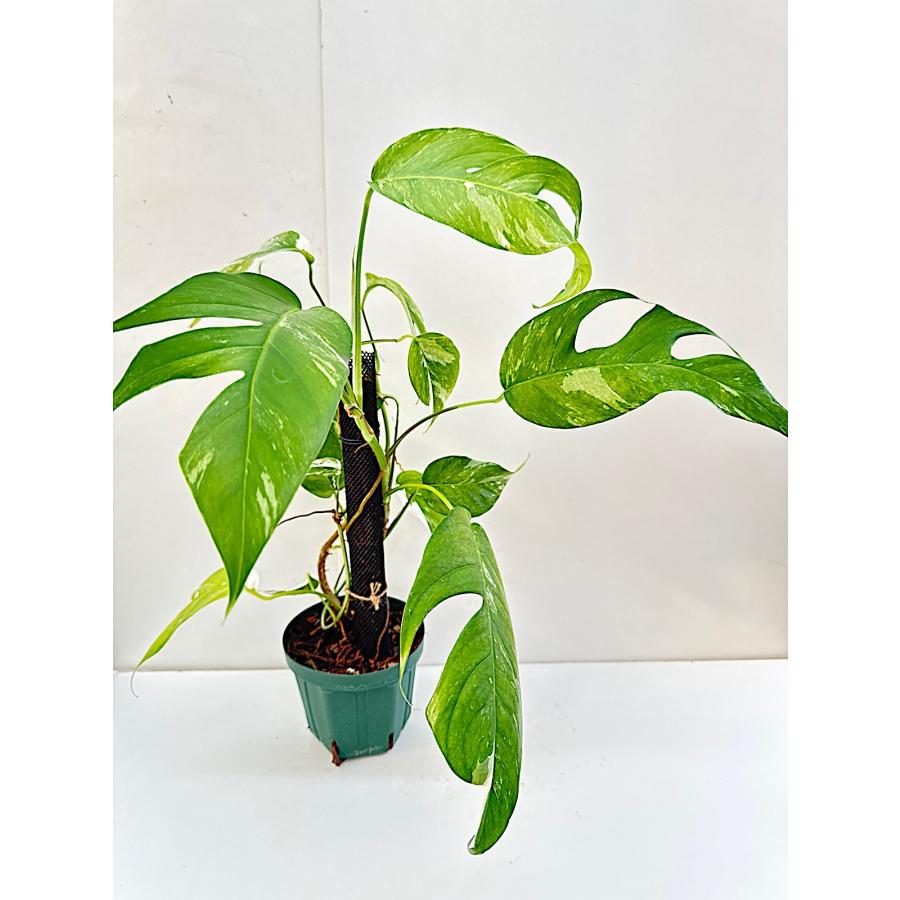 2（現品） エピプレムナム .ピナツム ” Epipremnum Pinnatum Variegata
