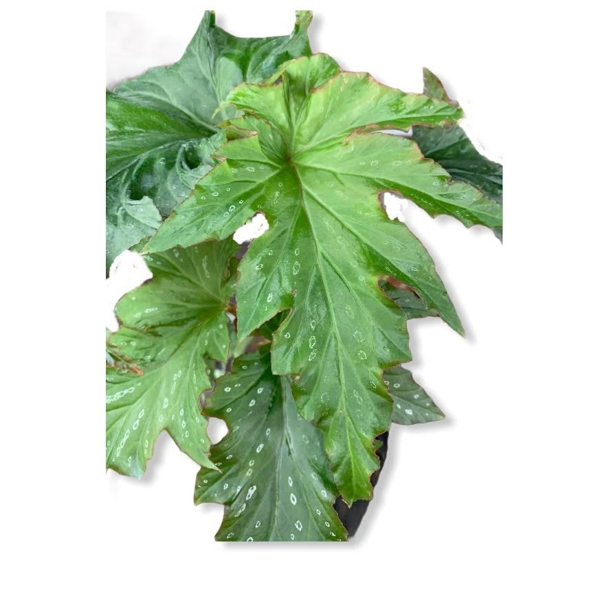 ベゴニア　木立性　エスターアルバータイン（大型）　Esther Albertine  D2T（Yahoo!・花郷園 KAGOEN NURSERY）