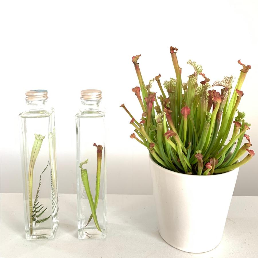 花咲くハーバリウム サラセニア 361 Sarracenia Stevensii : 花郷園