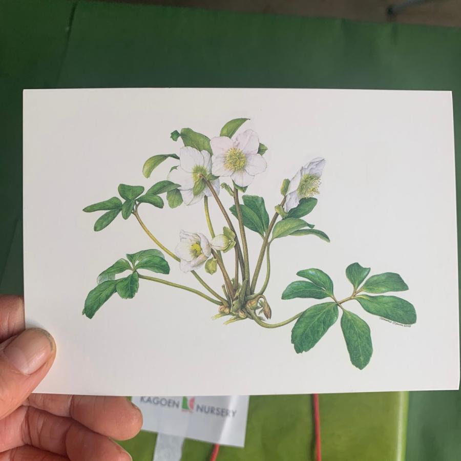 花咲くハーバリウム アジュガ レプタンサス 花 ガーデニング ハーバリウム Hbn104 花郷園 Kagoen Nursery 通販 Yahoo ショッピング