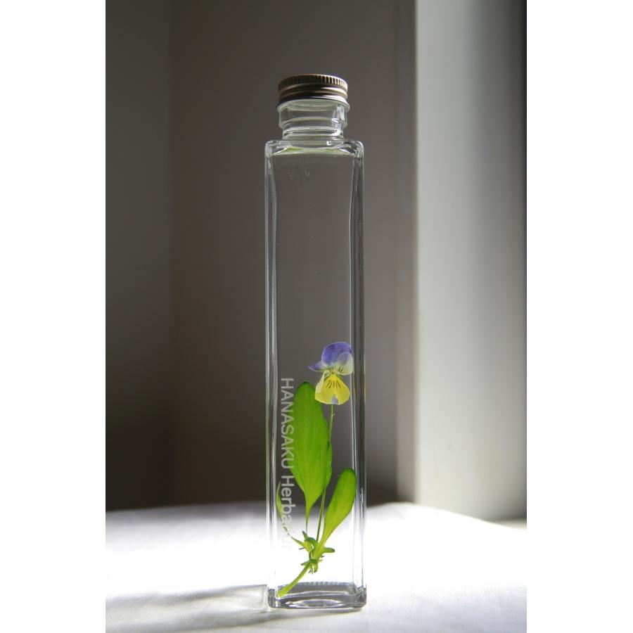 花咲くハーバリウム ビオラ 107 : 花郷園 KAGOEN NURSERY - 通販