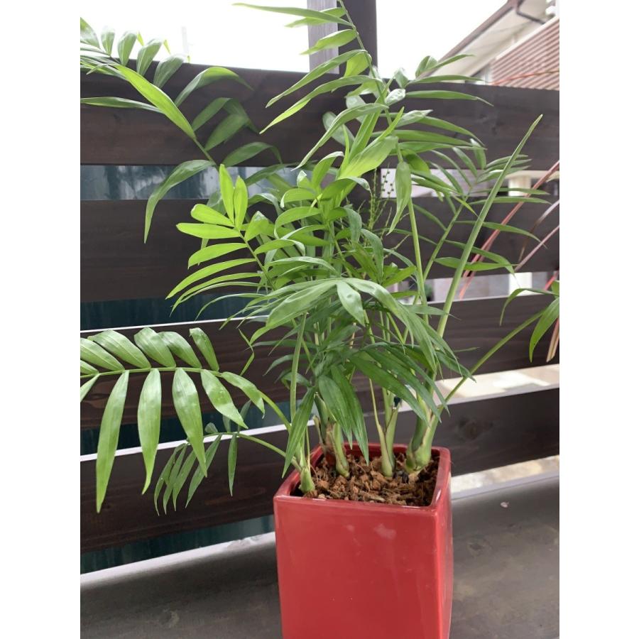 テーブルヤシ Latino 花 ガーデニング 観葉植物 Ky005 花郷園 Kagoen Nursery 通販 Yahoo ショッピング