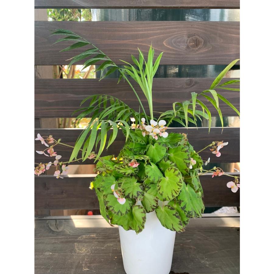 テーブルヤシ Begonia の寄せ植え 花 ガーデニング 観葉植物 Ky006 花郷園 Kagoen Nursery 通販 Yahoo ショッピング